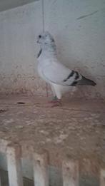 Hamburger sticken meeuwen., Dieren en Toebehoren, Vogels | Duiven, Meerdere dieren, Overige soorten