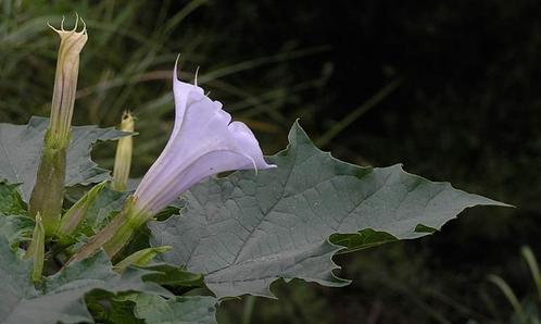 Doornappel (Datura stramonium) zaden paarse bloemen, Tuin en Terras, Bloembollen en Zaden, Zaad, Voorjaar, Halfschaduw, Ophalen of Verzenden