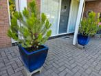 Te koop. 2 blauw geglazuurde bloempotten. Incl. Conifeer., Tuin en Terras, Bloempotten, Ophalen, Steen, Tuin, Minder dan 25 cm