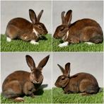 Kleinrex koppel, Dieren en Toebehoren, Meerdere dieren, Middelgroot, 0 tot 2 jaar
