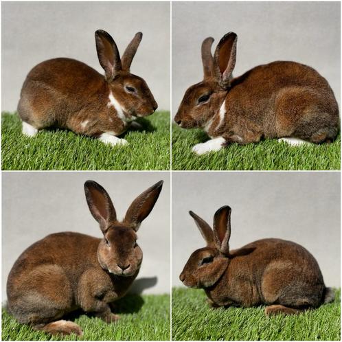 Kleinrex koppel, Dieren en Toebehoren, Konijnen, Middelgroot, Meerdere dieren, 0 tot 2 jaar
