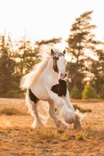 Lucky Blue, C pony (1.27m tot 1.37m), Onbeleerd, Hengst, Gechipt