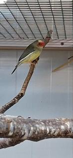 3 binsenastrilde mannen, Dieren en Toebehoren, Mannelijk, Tropenvogel