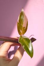 Philodendron red Anderson variegata 2, Huis en Inrichting, Kamerplanten, Ophalen of Verzenden, Halfschaduw, Minder dan 100 cm