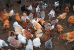 Krielkippen:Sussex-Australorp-Barnevelder-Welsumer-Bassette., Dieren en Toebehoren, Pluimvee, Vrouwelijk, Kip