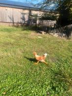 Leghorn haan 6 maanden oud, Mannelijk, Kip