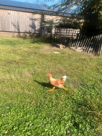 Leghorn haan 6 maanden oud beschikbaar voor biedingen