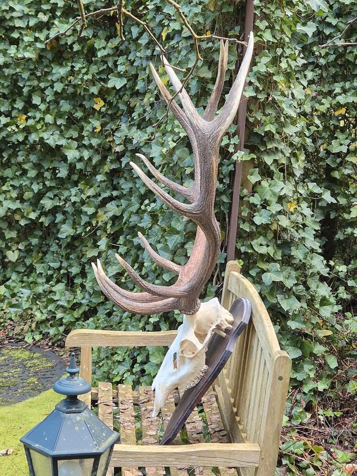Mega Groot Zwaar Edelhert Gewei Trofee Jacht Hut Mancave g45, Verzamelen, Dierenverzamelingen, Gebruikt, Gewei of Kop, Hert, Ophalen