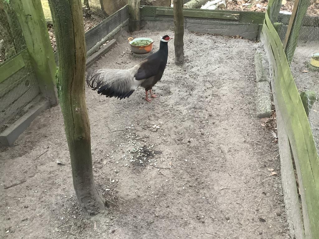 Fazanten, Mannelijk, Kip