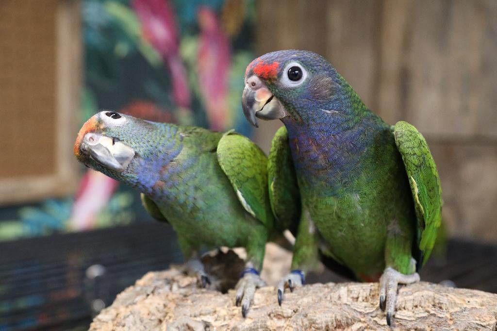 VERWACHT | Jonge Baby Pionussen Menstruus | Handtam | Getest, Meerdere dieren, Papegaai, Pratend