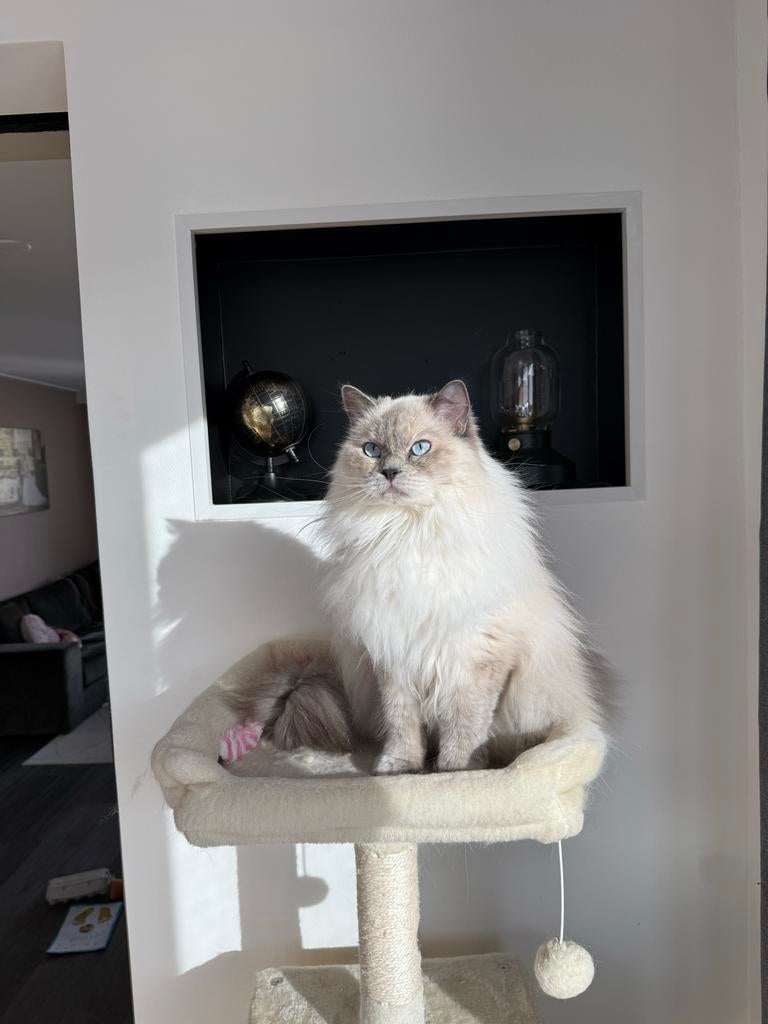 Ragdoll poes, Poes, Langharig, 3 tot 5 jaar