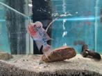 Flowerhorn Red Pearl Cichlide, Vis, Zoetwatervis