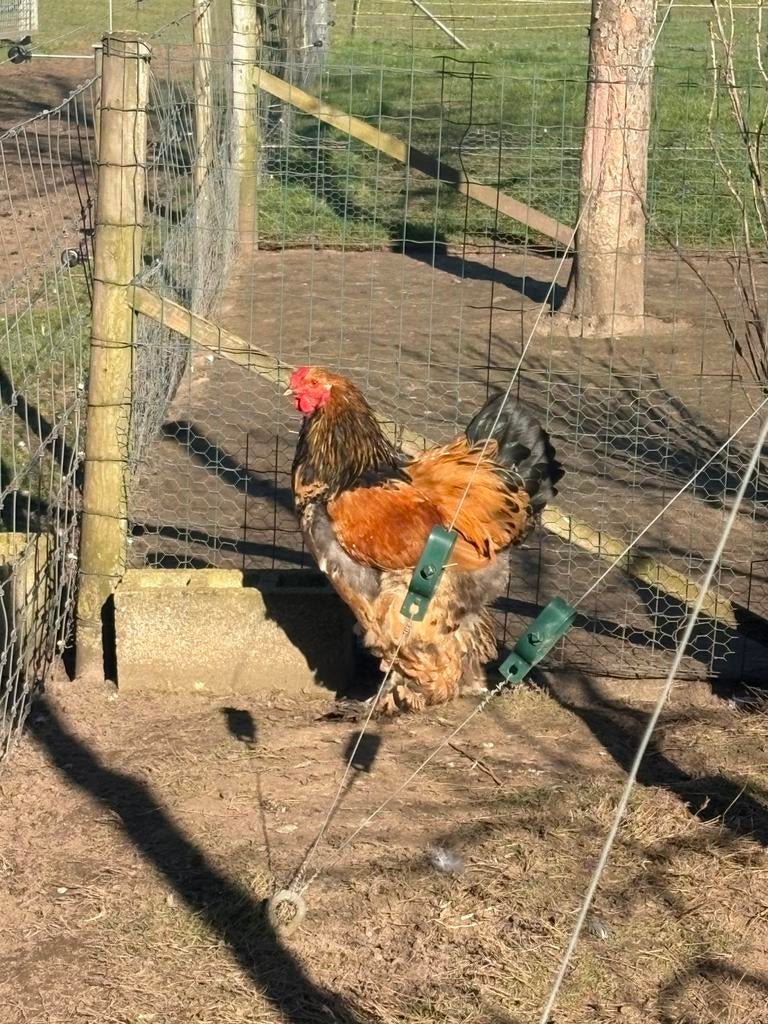 Haan, Dieren en Toebehoren, Pluimvee, Mannelijk, Kip