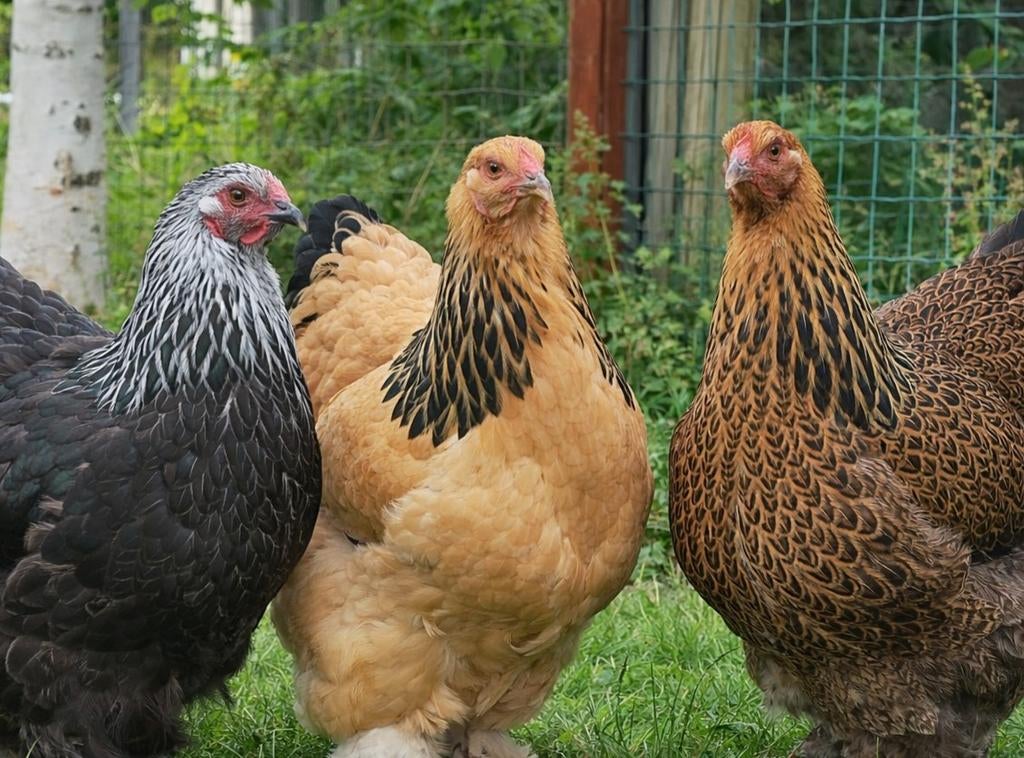 Brahma groothoender kuikens hennen meerdere kleuren, Dieren en Toebehoren, Pluimvee, Meerdere dieren, Kip
