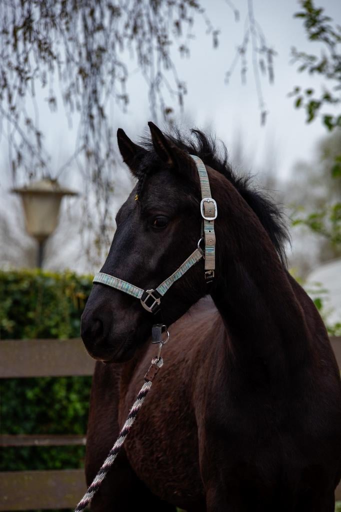 Kargo ruin van net 6 jaar, Dieren en Toebehoren, Paarden, Merrie, Recreatiepaard