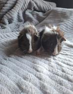 2 cavia beertjes, Cavia, Januari, Meerdere dieren, Tam