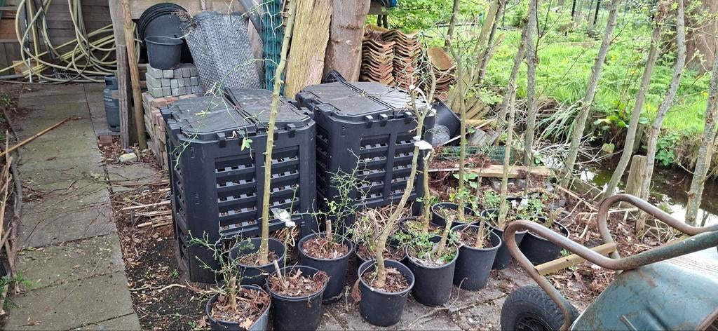 Poncirus trifoliata winterharde citroen 14 stuks, Ophalen, Overige soorten