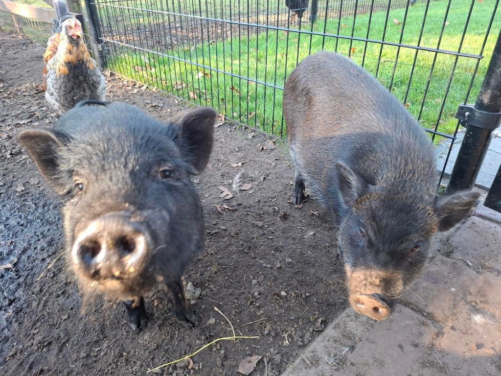 2 mini varkens te koop, Dieren en Toebehoren, Schapen, Geiten en Varkens, Vrouwelijk, Varken, 0 tot 2 jaar