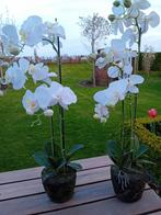 Prachtige witte orchideeën in decoratieve potten, Ophalen, Zo goed als nieuw
