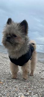 Gezocht lief klein aanhankelijk vriendje, Dieren en Toebehoren, Parvo, 1 tot 2 jaar, Geslacht onbekend, Eén hond