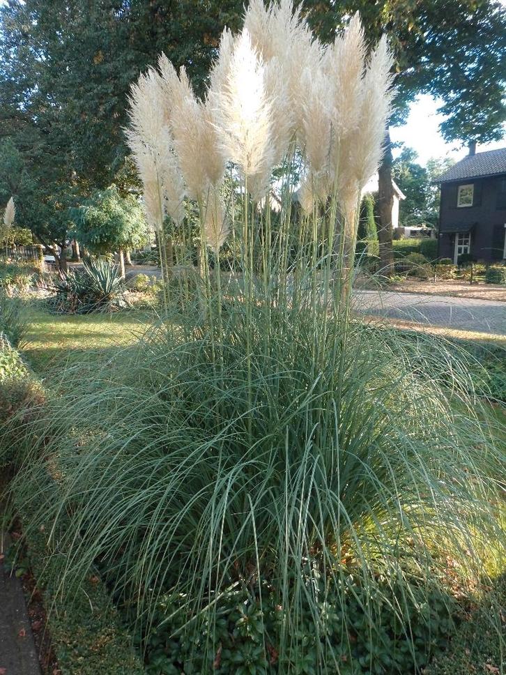 Pluimen pampas gras Siergras, Tuin en Terras, Planten | Tuinplanten, Vaste plant, Siergrassen, Volle zon, Herfst, Ophalen