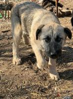 3 lieve broertjes wachten nog ...., Particulier, 15 weken tot 1 jaar, Reu, Buitenland