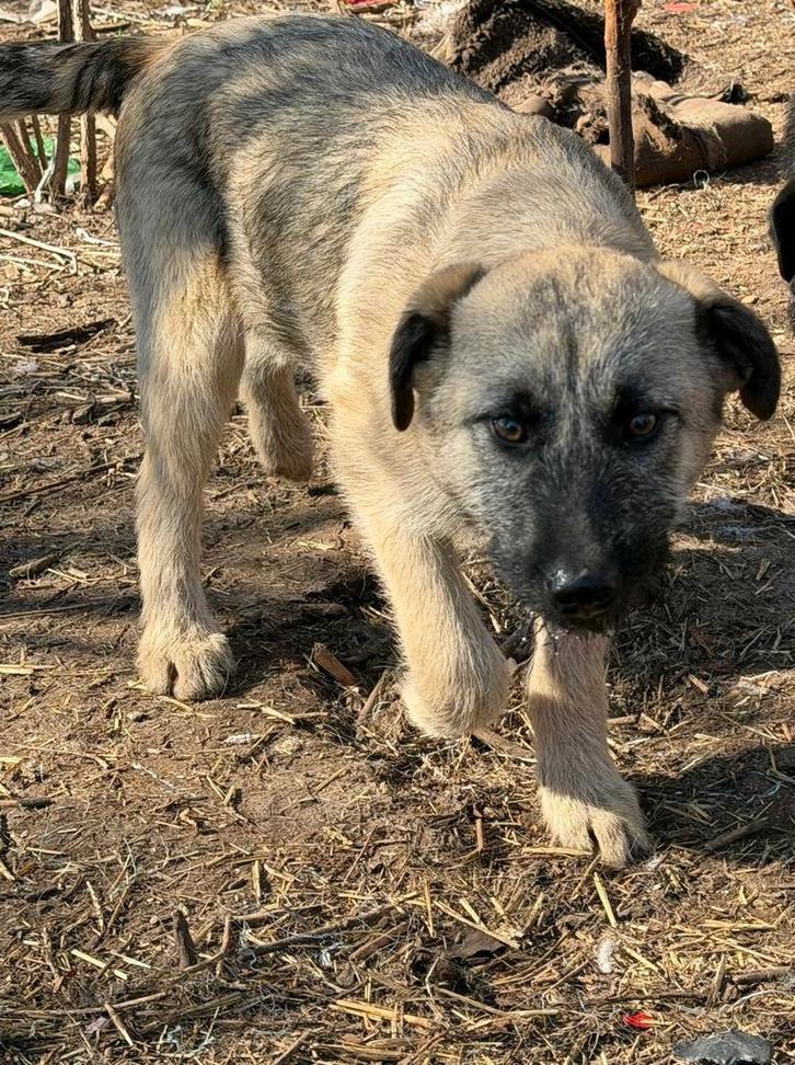 3 lieve broertjes wachten nog ...., Dieren en Toebehoren, Honden | Niet-rashonden, Middel, Reu, Particulier, Meerdere, Buitenland