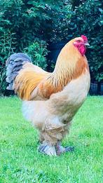 Broedeieren Brahma groot blauw en zwart getekend, Dieren en Toebehoren, Pluimvee, Geslacht onbekend, Kip