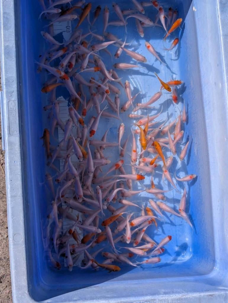 Tancho, Kohaku, Benigoi & Shiro Muji(3–18 cm)–laatste stuks!, Karper of Koi