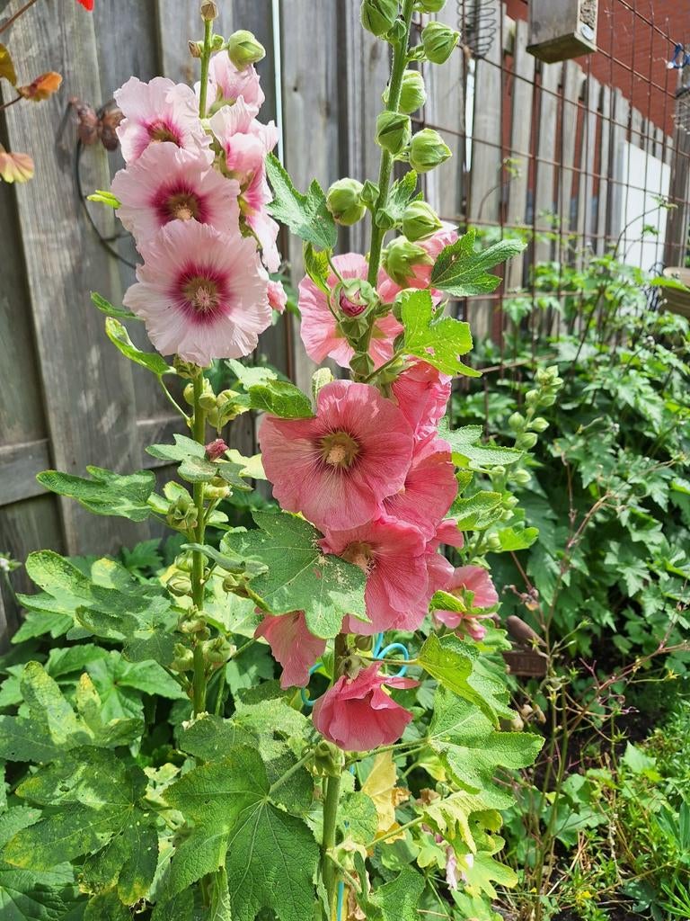 Zaden van STOKROOS, Tuin en Terras, Ophalen, Voorjaar, Volle zon, Zaad