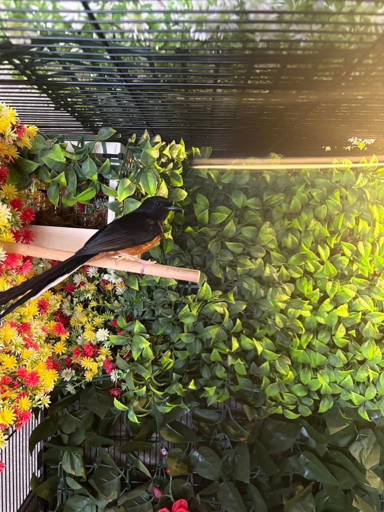 Koppel schamalijsters, Dieren en Toebehoren, Vogels | Overige Vogels, Meerdere dieren, Geringd