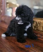 🥰Super vrolijke medium golden doodle x toy poedel pups🥰, Dieren en Toebehoren, Honden | Chihuahua's en Gezelschapshonden, Parvo