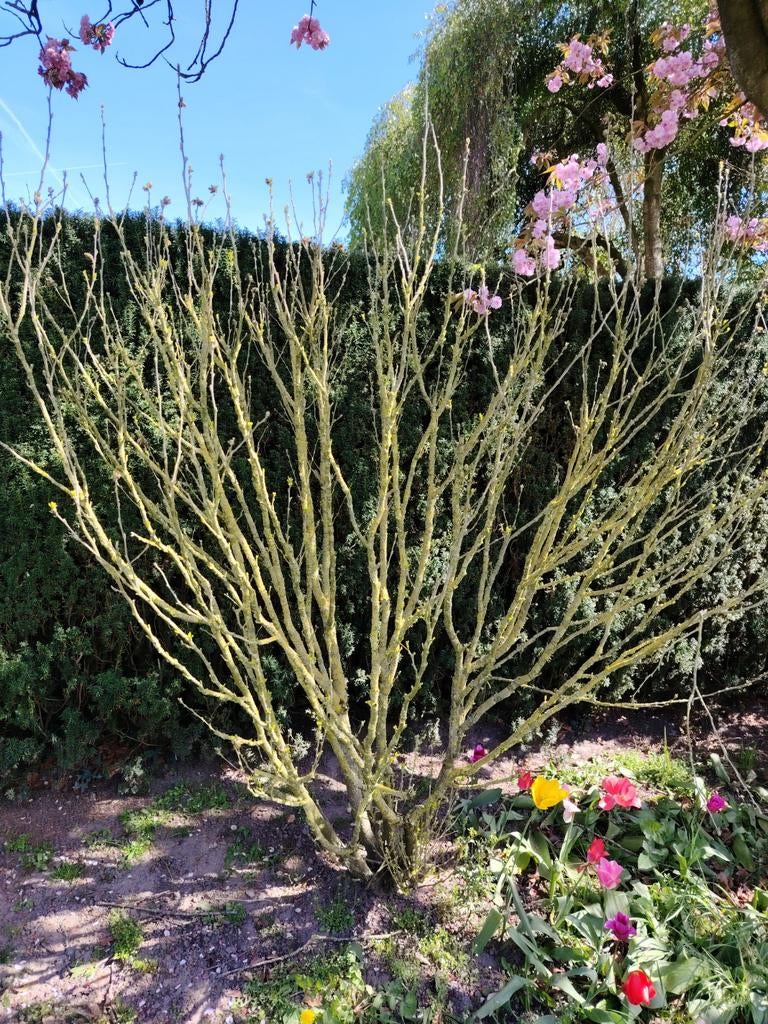 Hibiscus Syriacus L, Althaea struik, Ophalen of Verzenden, Overige soorten, Halfschaduw