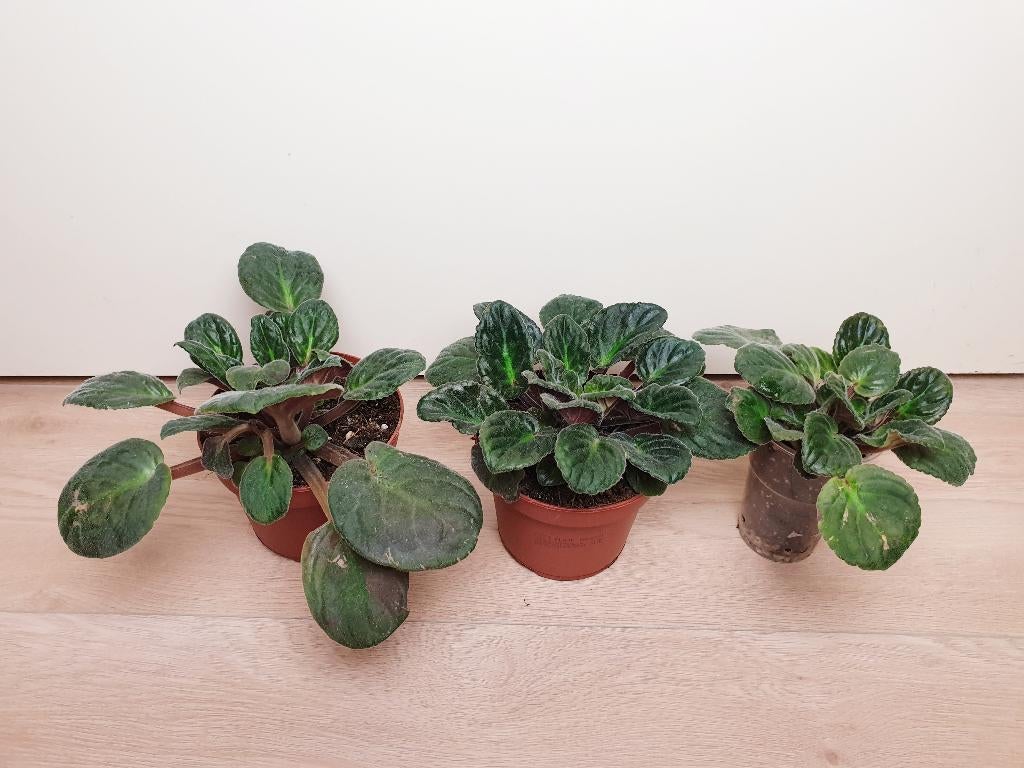 Viooltjes populaire kamerplantjes, Huis en Inrichting, Overige soorten, In pot, Minder dan 100 cm, Bloeiende kamerplant