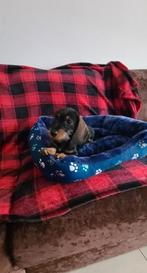 ruwhaar dwerg/kaninchen reutje, Parvo, 8 tot 15 weken, Dwerg, Meerdere