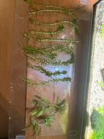 Aqarium stekjes, Ophalen of Verzenden, Plant(en), Steen of Hout