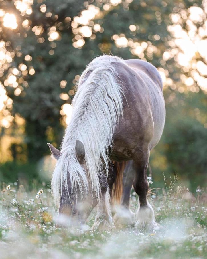 Gezocht: stalling of weidegang (klein) Frans Trekpaard, Dieren en Toebehoren, Stalling en Weidegang, Stalling, Weidegang, 1 paard of pony