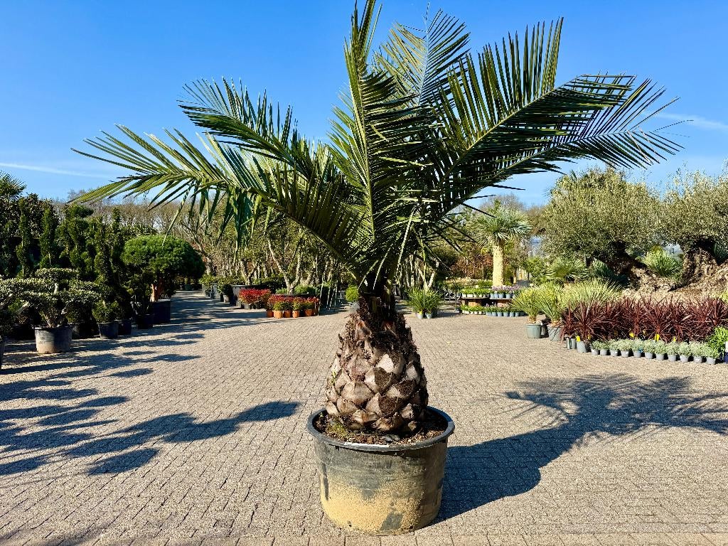 Jubaea chilensis - Chileense wijnpalm met 80/100 cm stam, Tuin en Terras, Ophalen of Verzenden, 100 tot 250 cm, Zomer, Palmboom