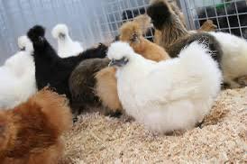 🐥🐣RESERVEER NU JE ZIJDEHOENDERS🐣🐥100% kleur zuiver, Dieren en Toebehoren, Pluimvee, Meerdere dieren, Kip