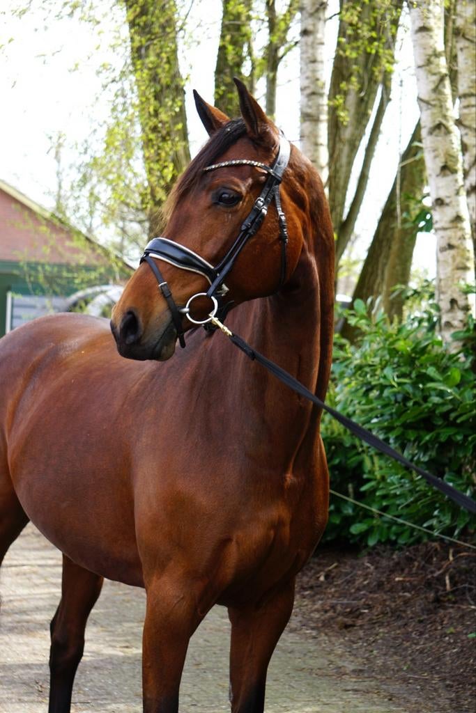 Onwijs lieve en brave 8 jarige merrie v. Franklin, Merrie, B, Dressuurpaard, 7 tot 10 jaar