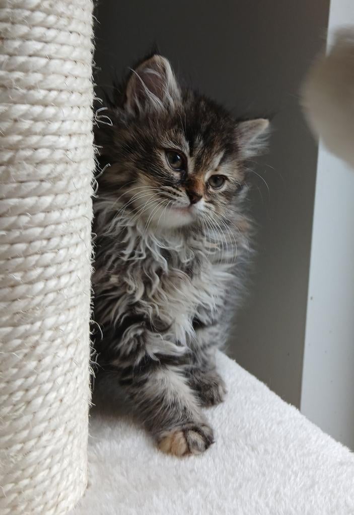 Prachtige Britse Langhaar kittens!, Dieren en Toebehoren, Meerdere dieren, Gechipt, 0 tot 2 jaar