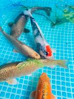 Koi karpers te koop, Karper of Koi