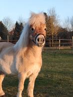 Ter dekking Jurgen, Hengst