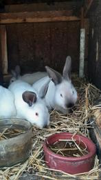 5 jonge Californië konijnen, Dieren en Toebehoren, Meerdere dieren