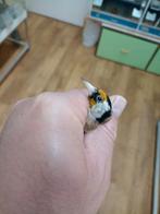 te koop parva putter man van 2025 prijs 200 euro, Mannelijk, Wildzangvogel