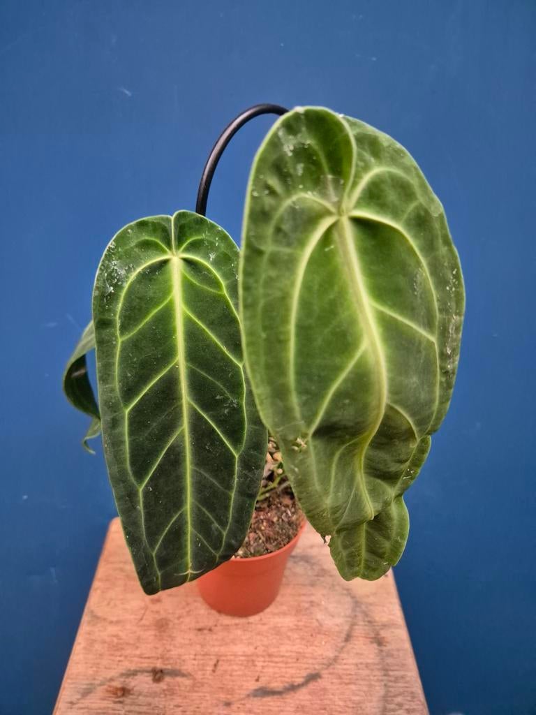 Anthurium Warocqueanum p12, Huis en Inrichting, Kamerplanten, Ophalen of Verzenden, Halfschaduw, Minder dan 100 cm
