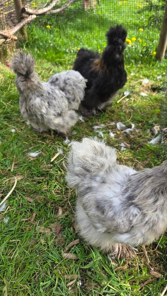 Usa zijdehoenders trio, Meerdere dieren, Kip