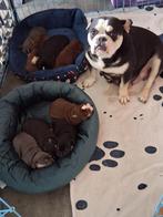 mooie gezonde bulldog pups, Dieren en Toebehoren, Honden | Bulldogs, Pinschers en Molossers, Parvo, Nederland, 8 tot 15 weken