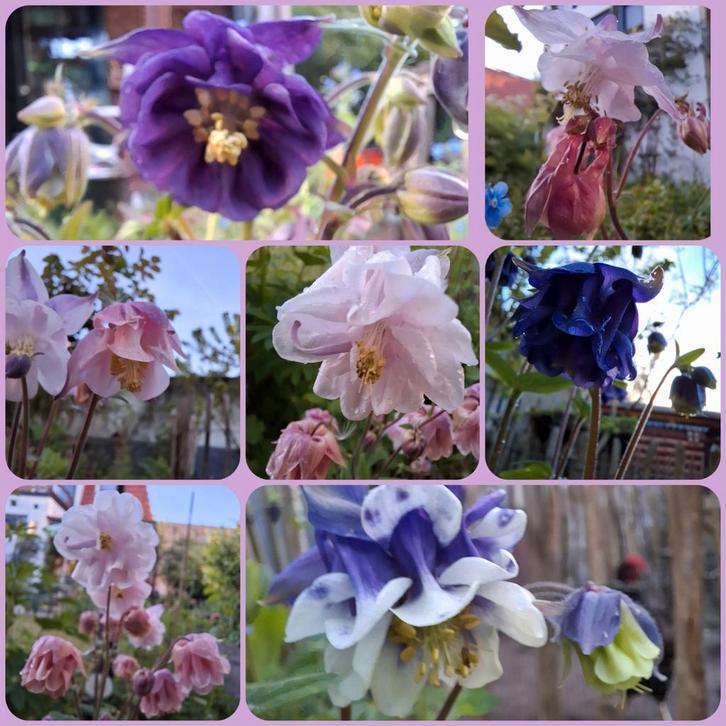 Biologische Akelei Mix - Vaste Plant voor Tuin 50 zaden, Tuin en Terras, Planten | Tuinplanten, Ophalen of Verzenden