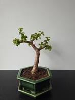 Portulacaria afra bonsai, Volle zon, Bloeit niet, Minder dan 100 cm, Overige soorten